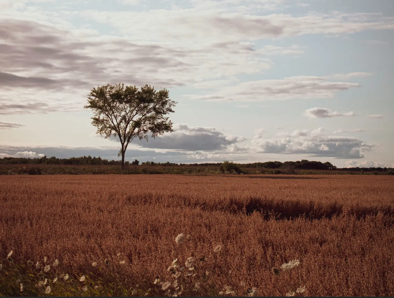 Landscape color correction - Before